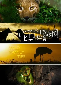 《它们的婚姻》：一部撕开婚姻真相的情感剧，你敢直视吗？